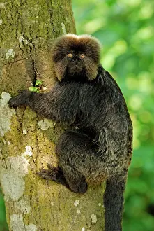 Marmosets: Goeldi's Marmoset / Goeldi's Monkey