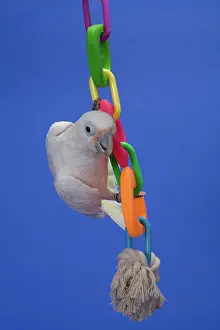 Cockatoo: Goffin's Cockatoo