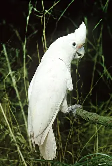 Cockatoo: GOFFINS COCKATOO