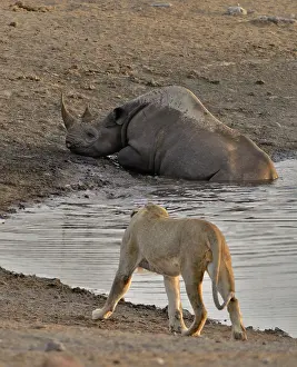 Stumbled: By going to drink it Black Rhino stumbled into a