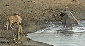 Stumbled: By going to drink it Black Rhino stumbled into a