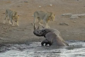 Stumbled: By going to drink it Black Rhino stumbled into a