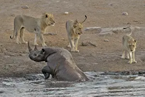 Stumbled: By going to drink it Black Rhino stumbled into a