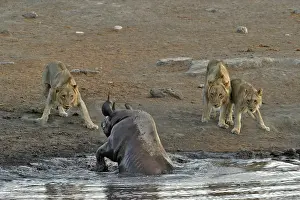 Stumbled: By going to drink it Black Rhino stumbled into a