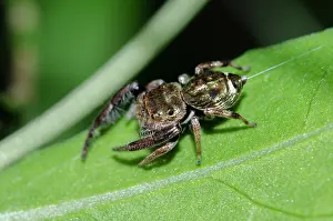 Arachnida: Gold-and-Purple Jumping Spider