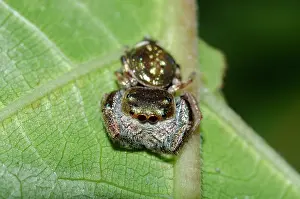 Arachnophobia: Gold-and-Purple Jumping Spider on leaf - Klungkung