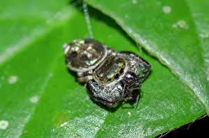 Jumper: Gold-and-Purple Jumping Spider - with prey on leaf
