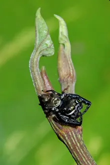 250521: Gold-and-Purple Jumping Spider on stem - Klungkung