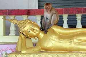 Buddha: Gold Buddha statue and monkey, Khao Takiab Temple