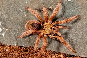 Burst: Gold Burst Tarantula, Paraphysa parvula