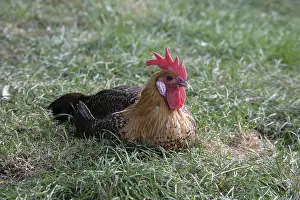 Bedtime: Gold campine cock in grass Warwickshire