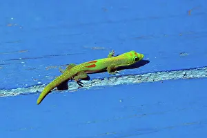 Phelsuma: Gold dust day gecko