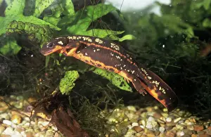 Sword: Gold Dust / Sword-Tailed NEWT