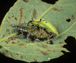 Weevils: Gold Dust Weevils copulating