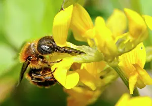Vetch: Gold-fringed Mason Bee (Osmia aurulenta) female