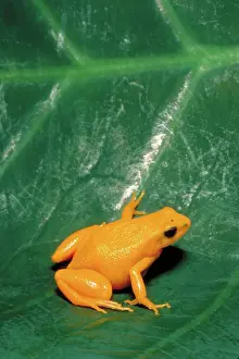 Malagasy: Gold frog