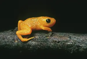 Foreground: Gold Frog, (Brachycephalus ephippium), Itatiaia