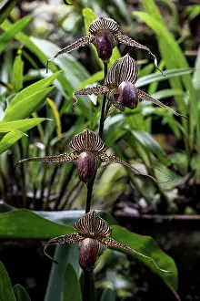 Renato Granieri: Gold of Kinabalu Orchid / Rotschild's Slipper Orchid