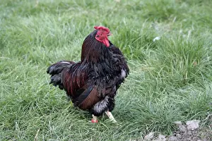 Bantam: Gold-laced Wyandotte Bantam cock Warwickshire