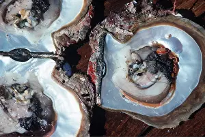 Molluscs: GOLD LIP PEARL SHELL - Showing natural pearls