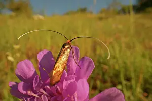 Metallica: Gold longhorn moth (Nemophora metallica) sitting