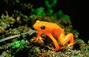 Hans D Dossenbach: Gold Mantella / Frog
