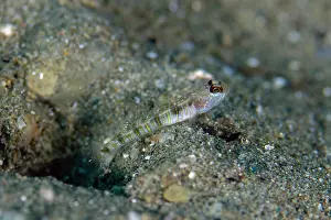 Band: Gold-marked Shrimpgoby - Rhino City dive site, Ambon