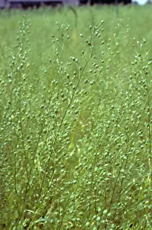 Trial: Gold Of Pleasure (Camelina sativa) crop