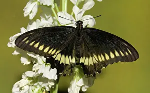 Lucayus: Gold Rim Swallowtail Butterfly