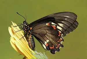 Lucayus: Gold Rim Swallowtail Butterfly