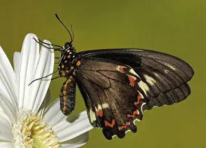Lucayus: Gold Rim Swallowtail Butterfly