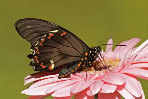 Abdomen: Gold Rim Swallowtail Butterfly