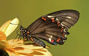 Abdomen: Gold Rim Swallowtail Butterfly
