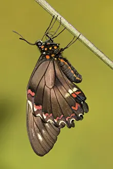 Lucayus: Gold Rim Swallowtail Butterfly