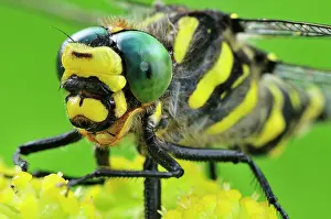 Cordulegaster: Gold-Ringed Dragonfly detail