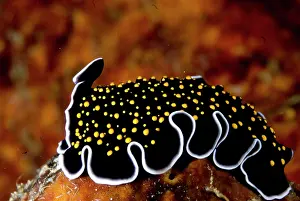 Flatworm: Gold-speckled Flatworm