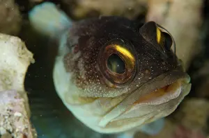 Jawfish: Gold-specs Jawfish