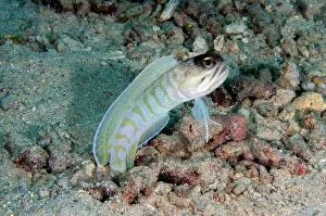 Line: Gold-specs Jawfish