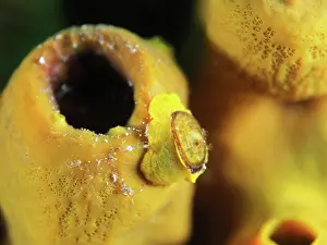 Sponge: Gold sponge snail (Tylodina perversa), marine snail