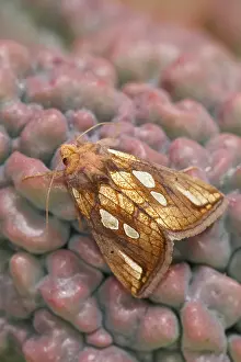 130619: Gold Spot Moth - Norfolk UK