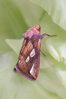 130619: Gold Spot Moth - Norfolk UK