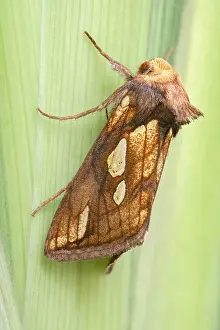 Iris: Gold Spot Moth on Yellow Iris - Norfolk UK
