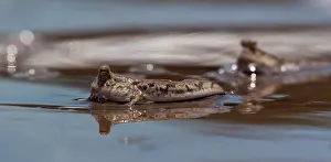 Mudskipper: Gold-spotted Mudskipper
