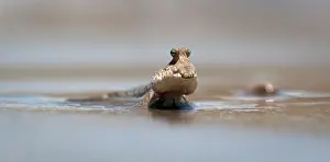 Mudskipper: Gold-spotted Mudskipper