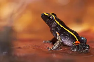 Lineatus: Gold-striped Frog (Lithodytes lineatus, ex Leptodactylus