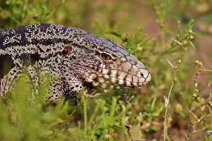 Tegu: Gold Tegu also known as Golden tegu / Common tegu
