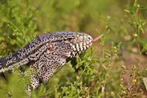 Tegu: Gold Tegu also known as Golden tegu / Common tegu
