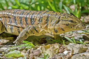Tegu: Gold Tegu Lizard - close up