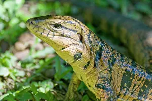Tegu: Gold Tegu Lizard - close up of head