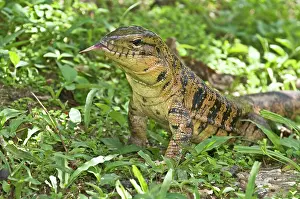 Scenting: Gold Tegu Lizard - close up of head with tongue out